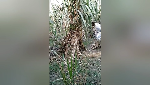 Today Exclusive- Village Lover Outdoor Fucking 3