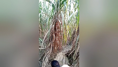 Today Exclusive- Village Lover Outdoor Fucking 1